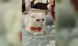 娱乐吃瓜君和刘二豆