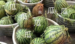 娱乐吃瓜壁纸,揭秘明星幕后故事，带你领略娱乐圈风云变幻