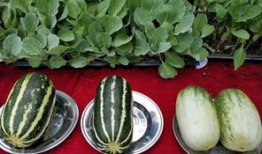 娱乐吃瓜壁纸,揭秘明星幕后故事，带你领略娱乐圈风云变幻