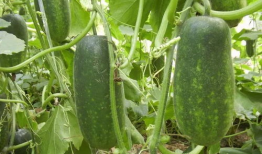 吃瓜百度百科,揭秘网络热点的幕后真相