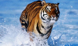 虎强照片,镜头下的雄风与力量