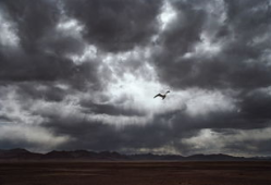 暴风雨中的海燕图片,勇敢翱翔的象征