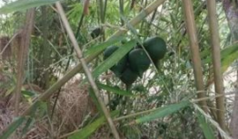 娱乐吃瓜酱竹子的生长速度,吃瓜酱竹子成焦点