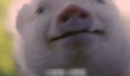 关于猪的搞笑电影,爆笑猪界喜剧大作战