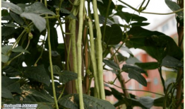 娱乐吃瓜酱竹子的生长速度,吃瓜酱竹子成焦点